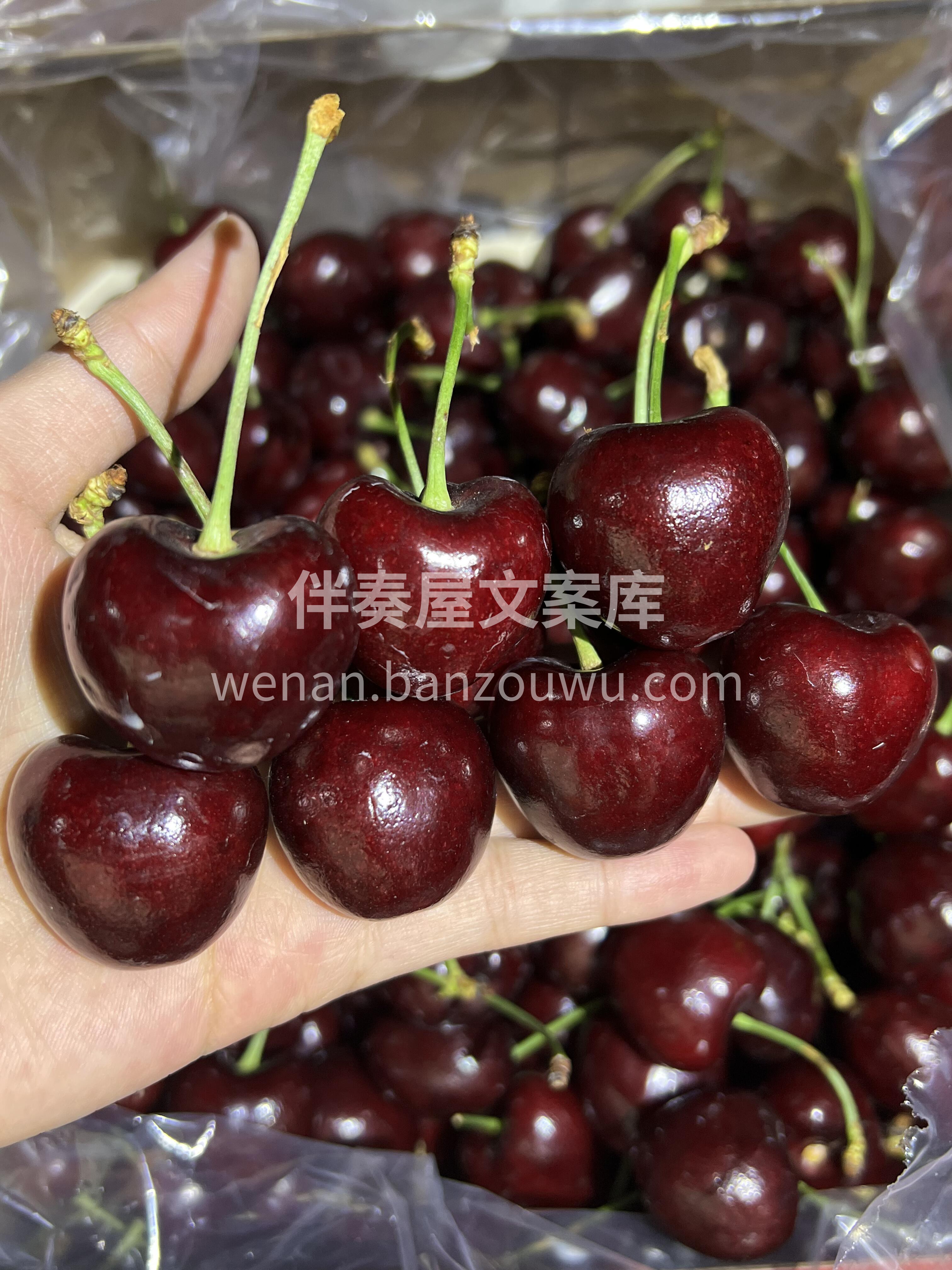 🍒【车厘子】新鲜到店‼️ 颜值天花板～品 配图3