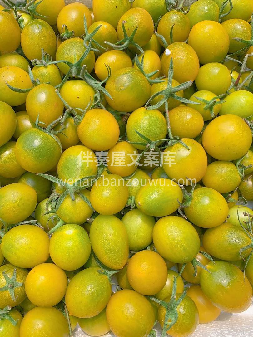 这个品种的小番茄你们吃过吗😊 饱满多汁💦 配图1