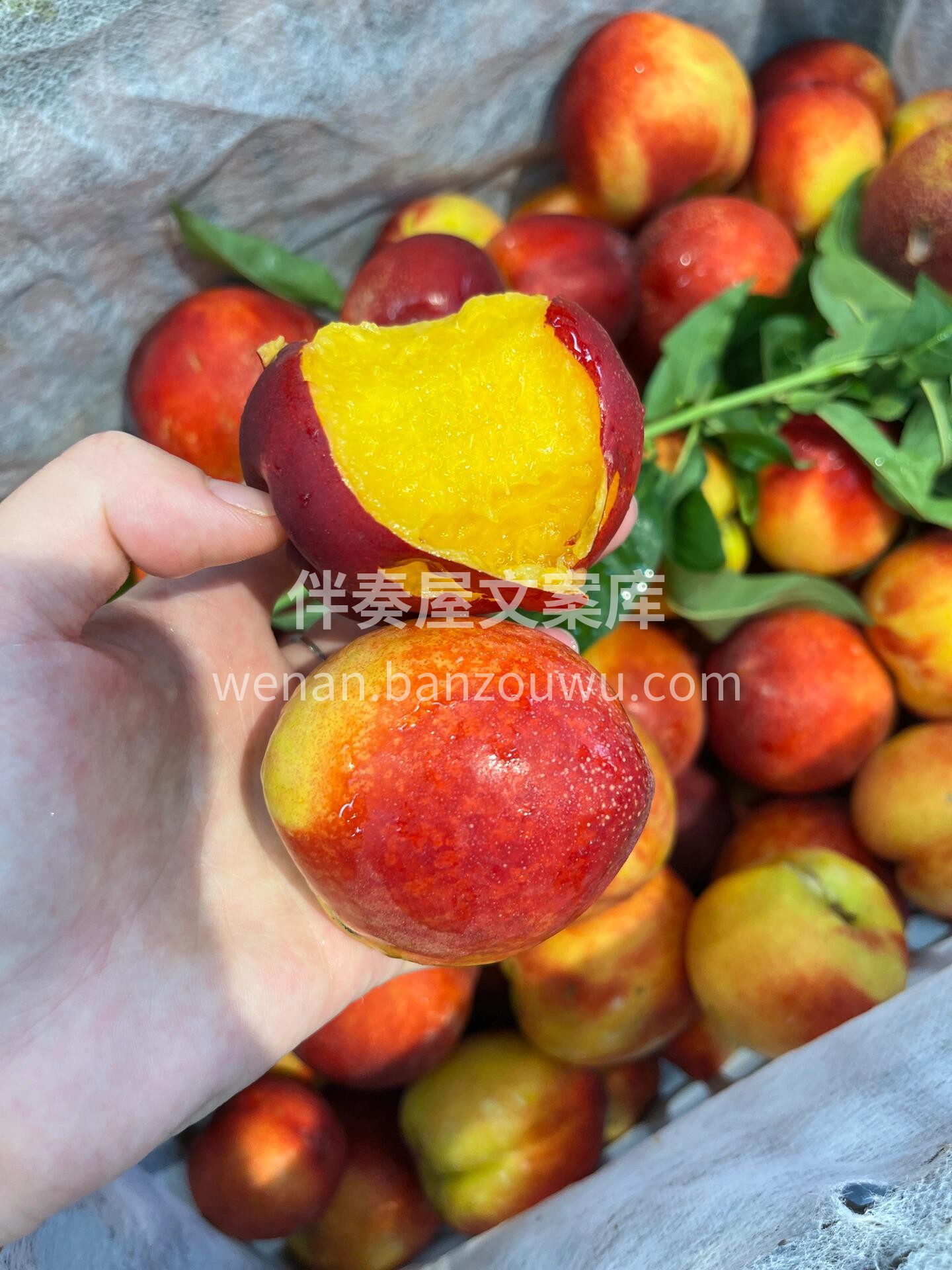 🥰红油桃最新到货‼️ 🍑光滑无毛，吃起来 配图2