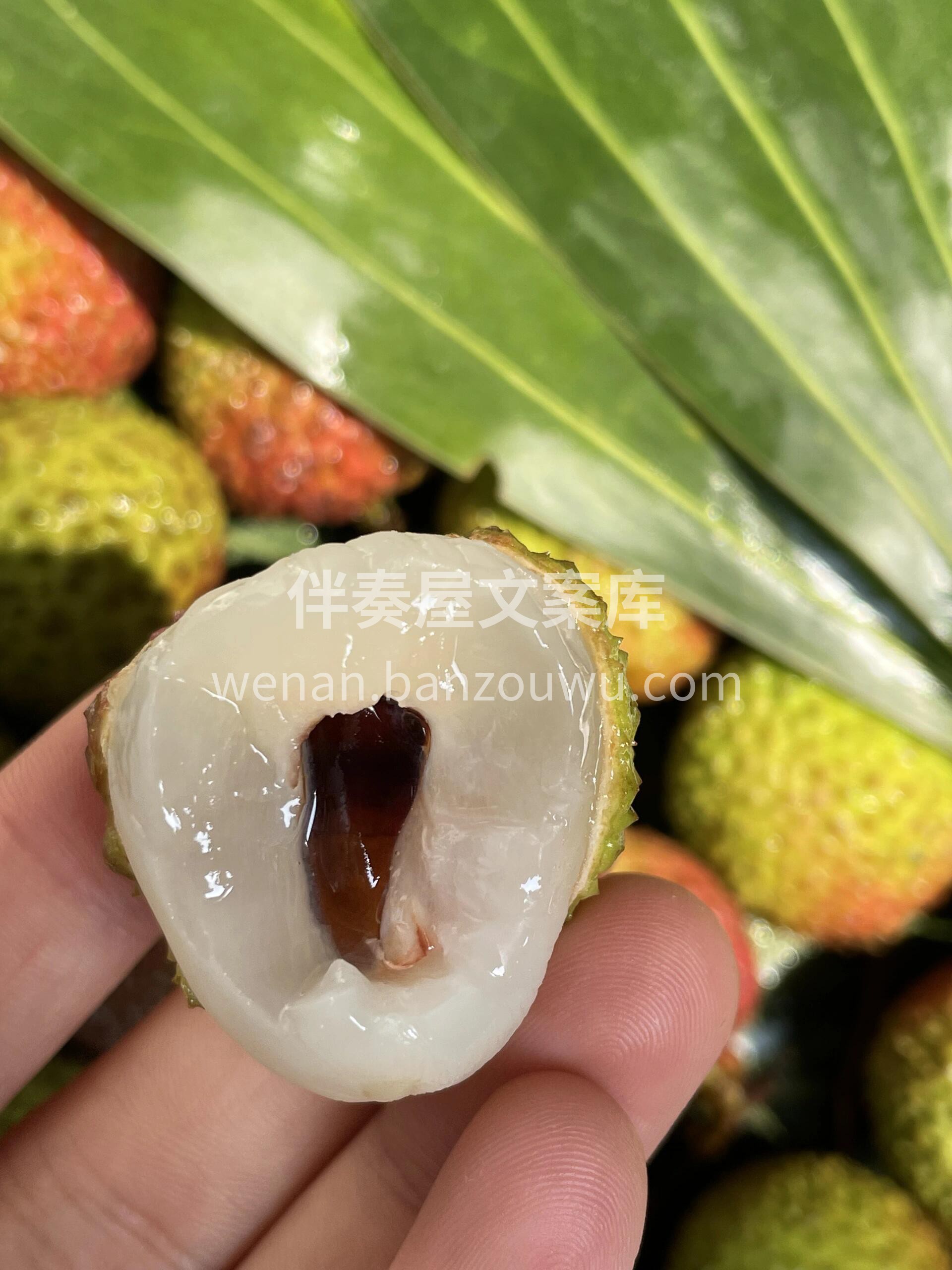 妃子笑荔枝❤️ 半红半绿 ，犹抱琵琶半遮 配图1