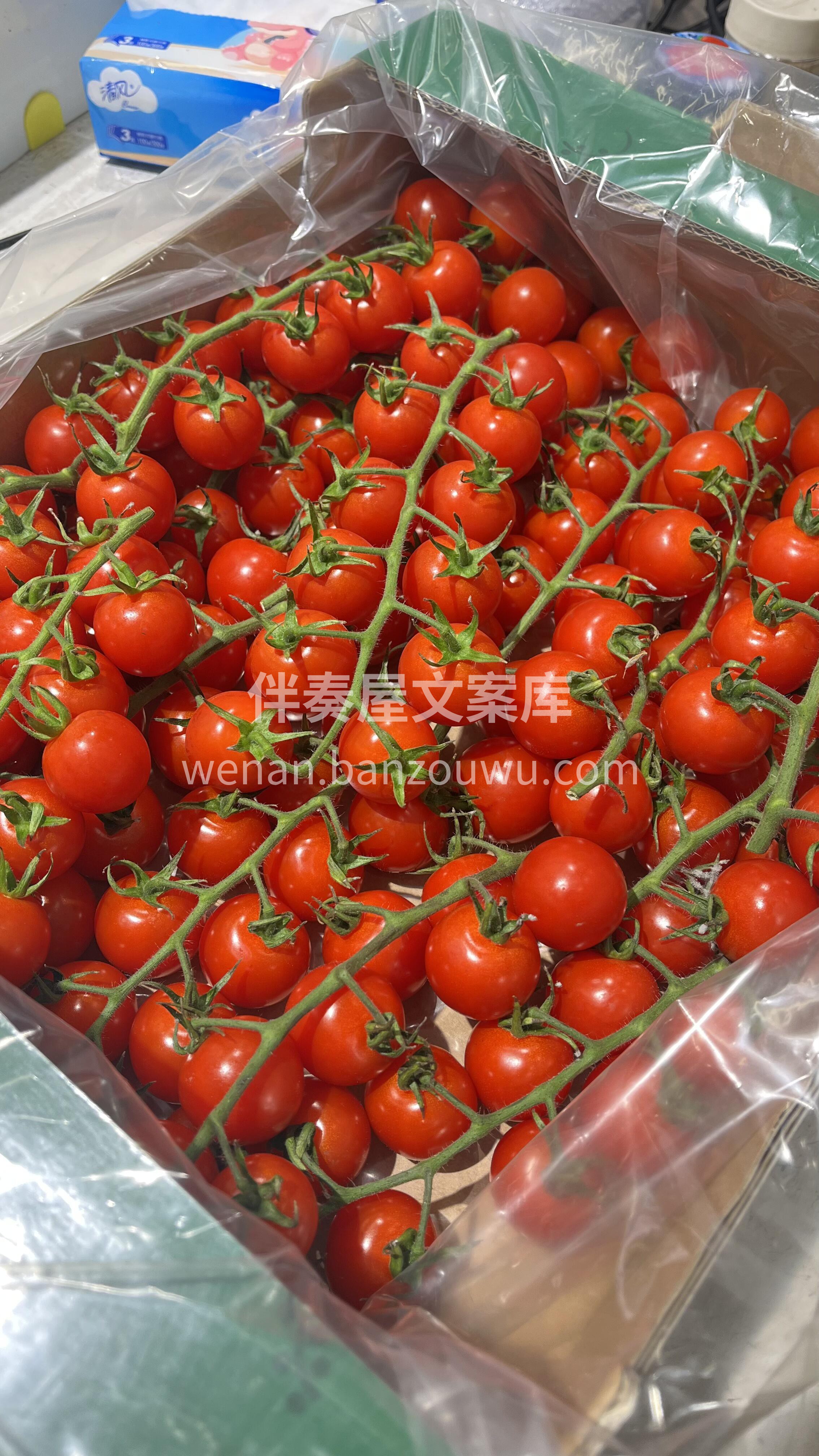 🍅串收番茄 一串一串看着就很治愈😎 个头 配图2