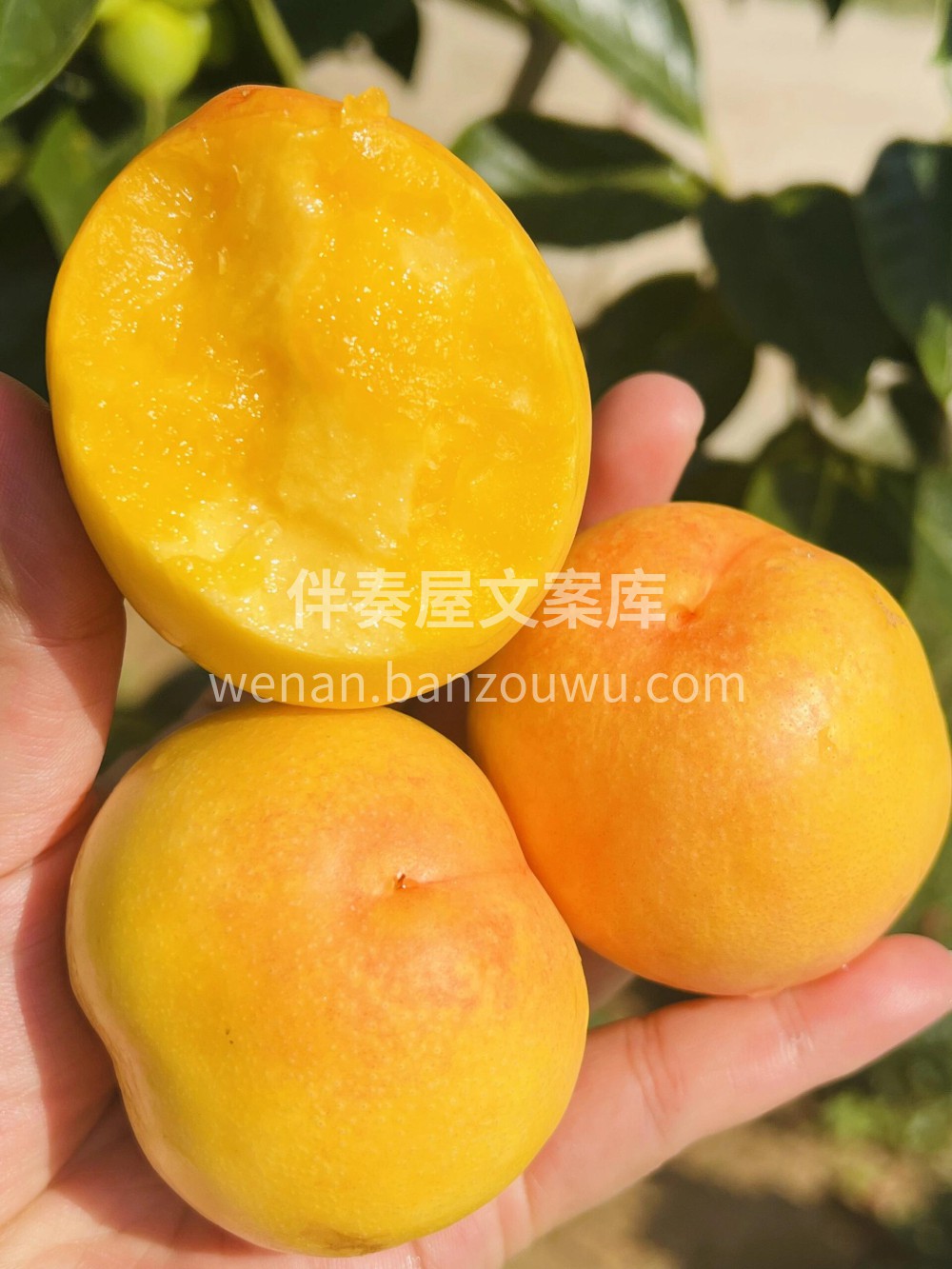 💗尝鲜季！！黄金油桃，甜入心扉的美味🌞炎 配图2