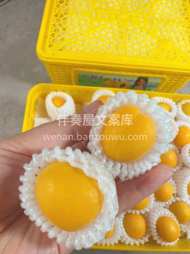 超甜新疆小白杏💛～ 肉肉厚，汁水足‼️那 配图2