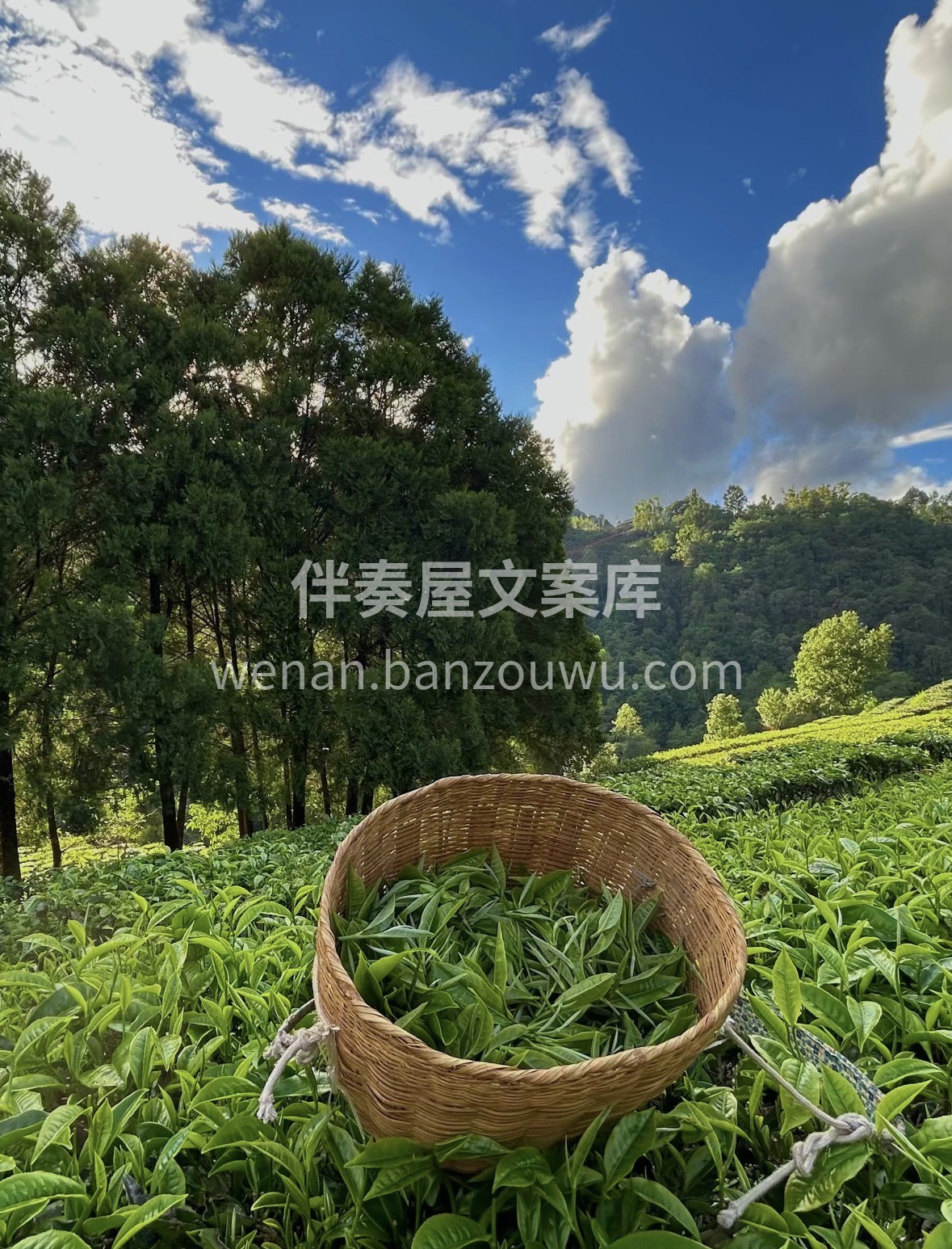 茶文化｜半山一盏茶，静心观万物 🌟茶，是 配图1