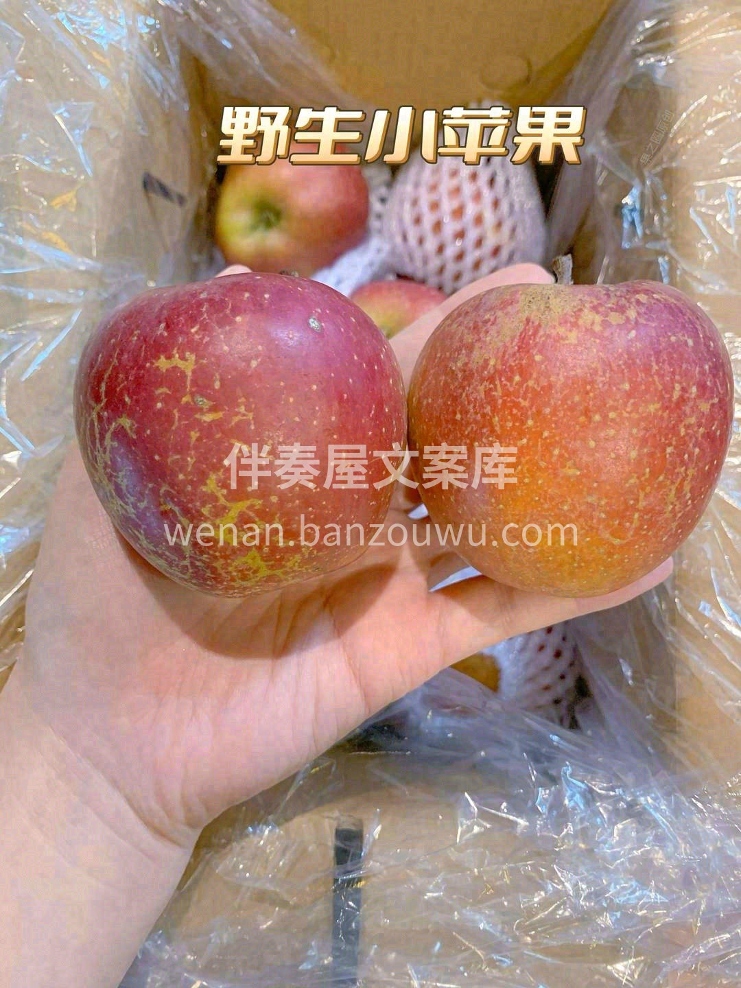 🌿冰糖心苹果甜蜜上市，苹果中的极品👍 甜 配图3