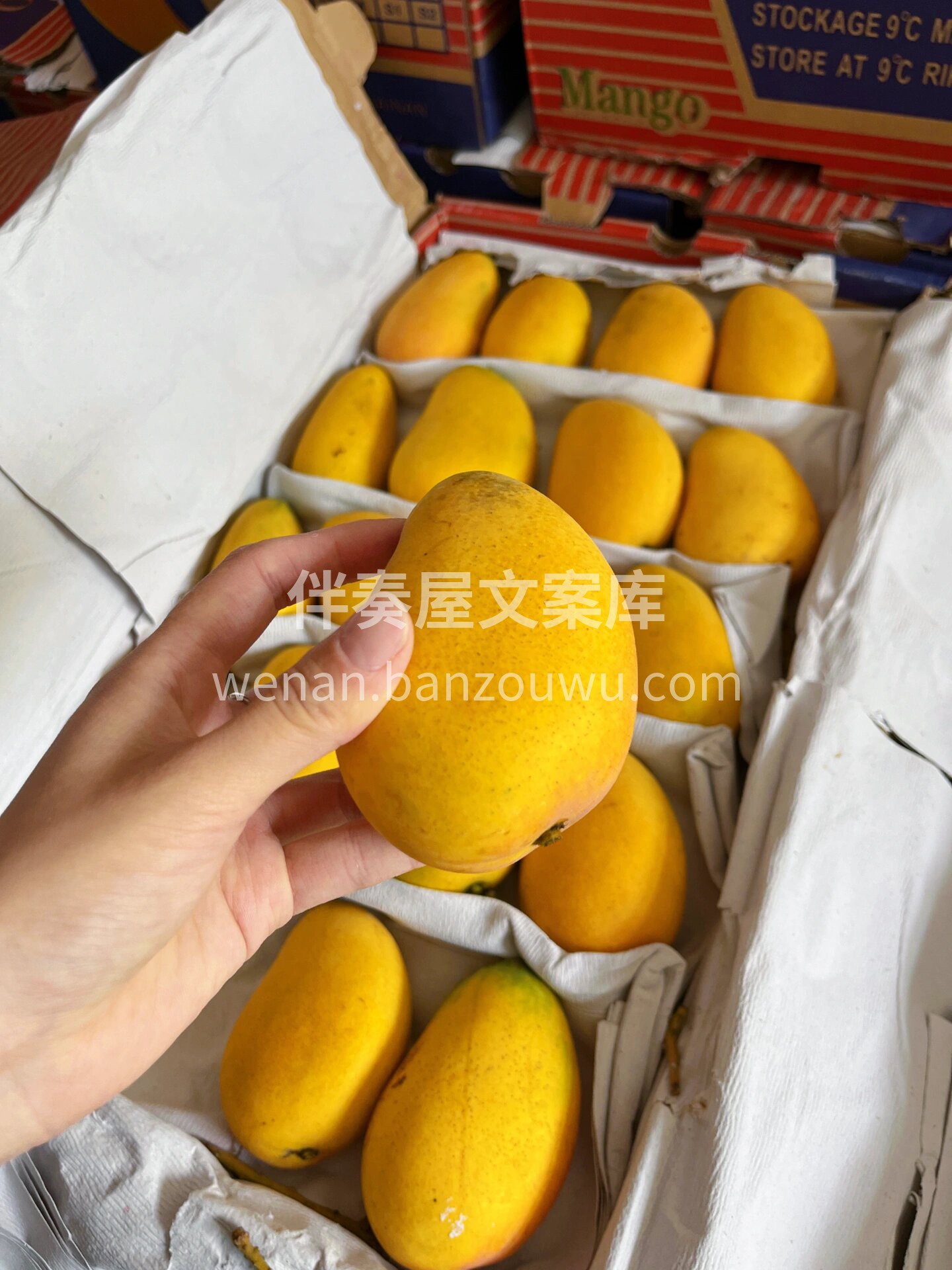💛海南小台芒🥭 萌翻舌尖的“小黄人”😋  配图1