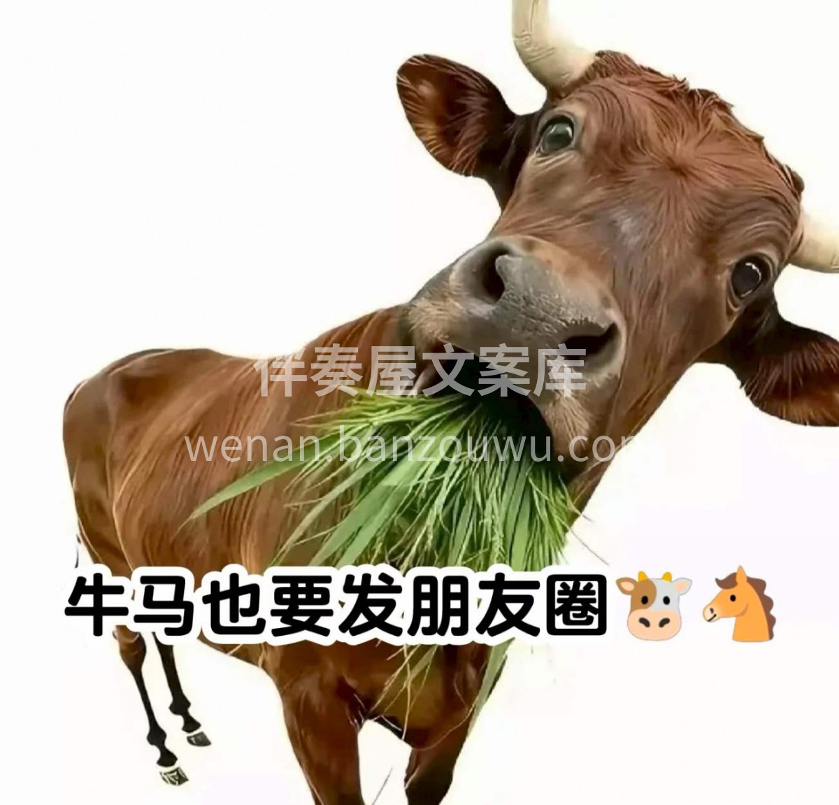 牛有人养，马有人喂， 牛马的生活不说累，