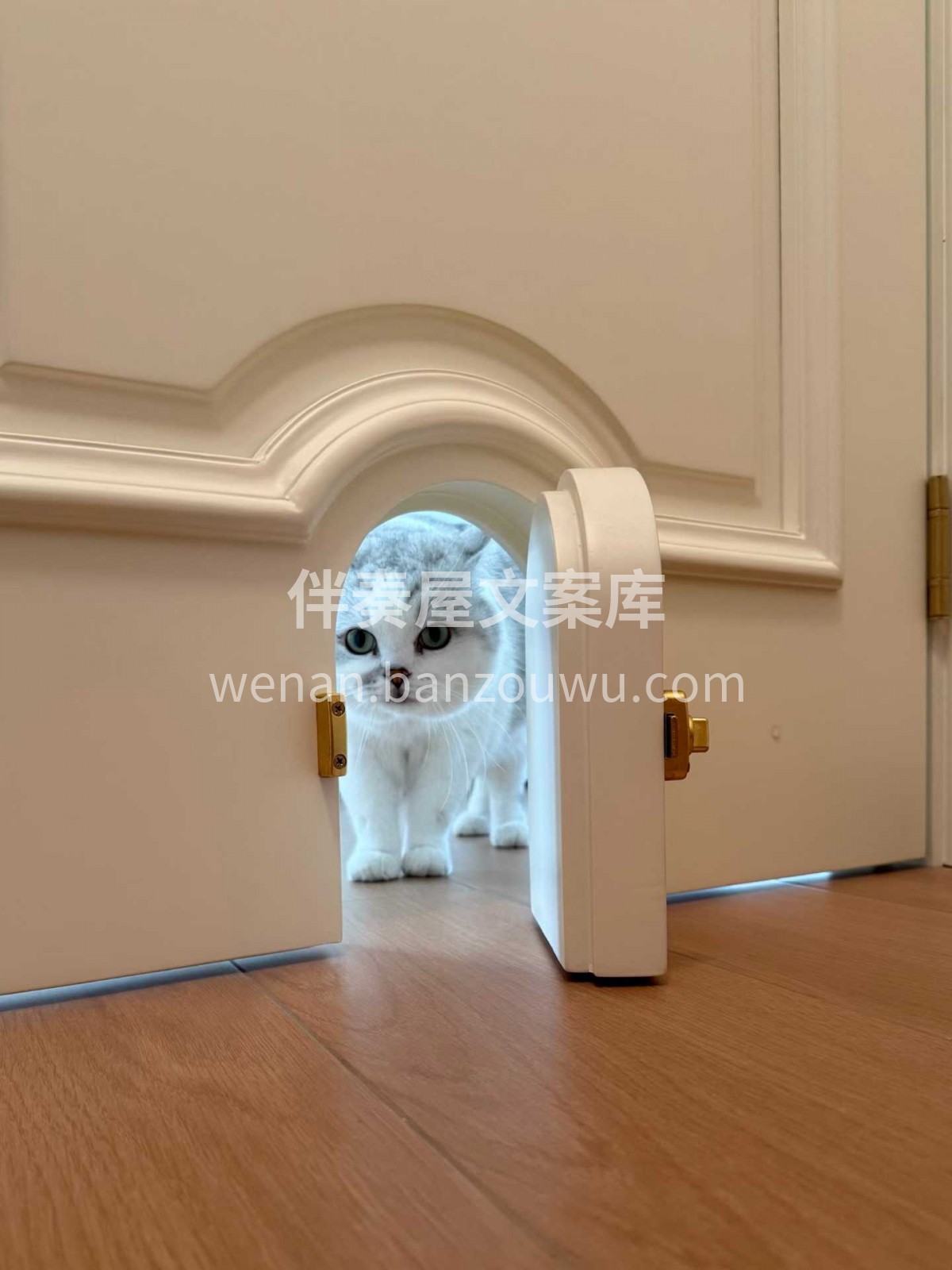 给猫装个专属小门， 它每天都像在走城堡后 配图2