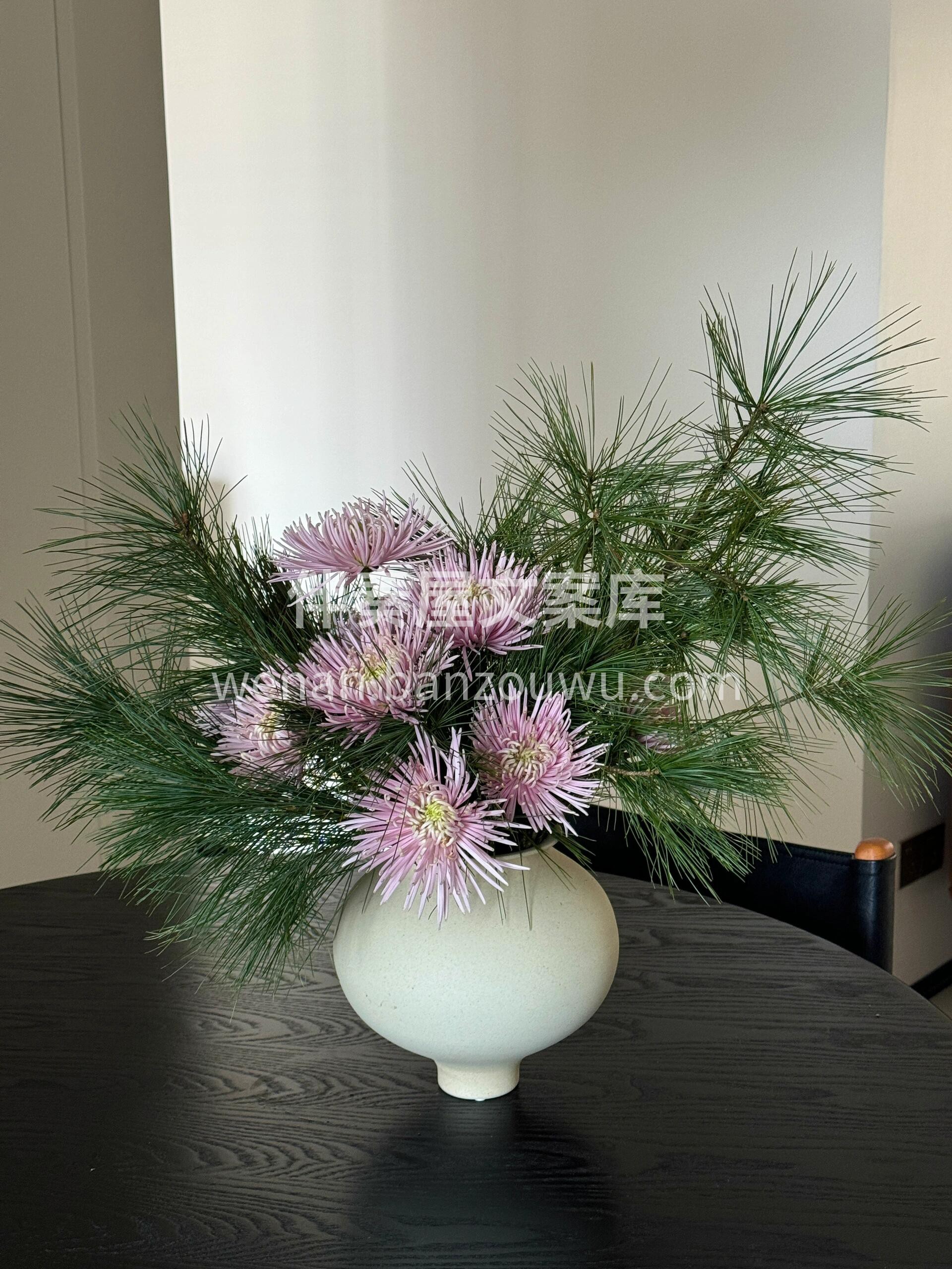 烟花菊的美✨ 就像夏日烟花🎇祭里盛大的烟花表演 绚烂美好却又 配图2