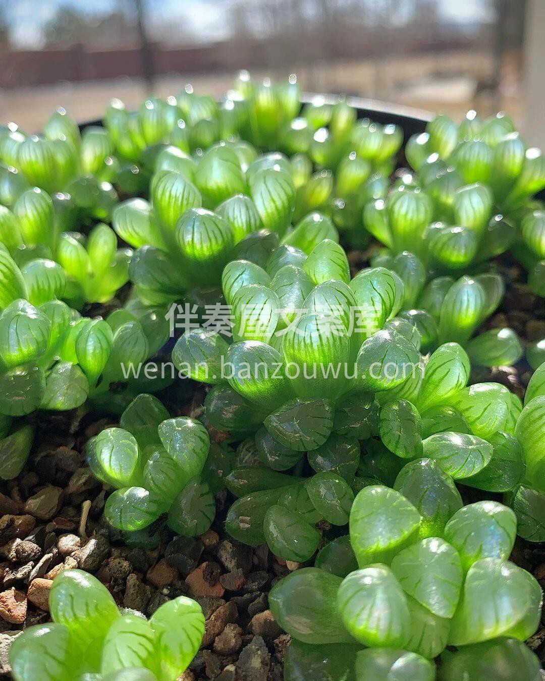 一款晶莹剔透的多肉植物：姬玉露🌱 💎如同 配图3