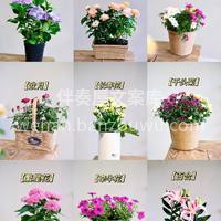 绝美开花盆栽推荐 看着经过自己照料后，开花结果的🌱盆栽 真的 配图9