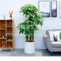 发财树·财源滚滚，乔迁送礼，开业大吉 🌿 配图2