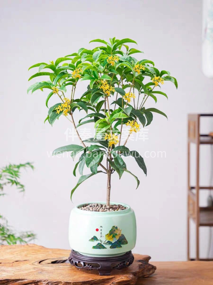 居家必备桂花树 养过的都知道，真的不要太香 开花后方圆十米都 配图2