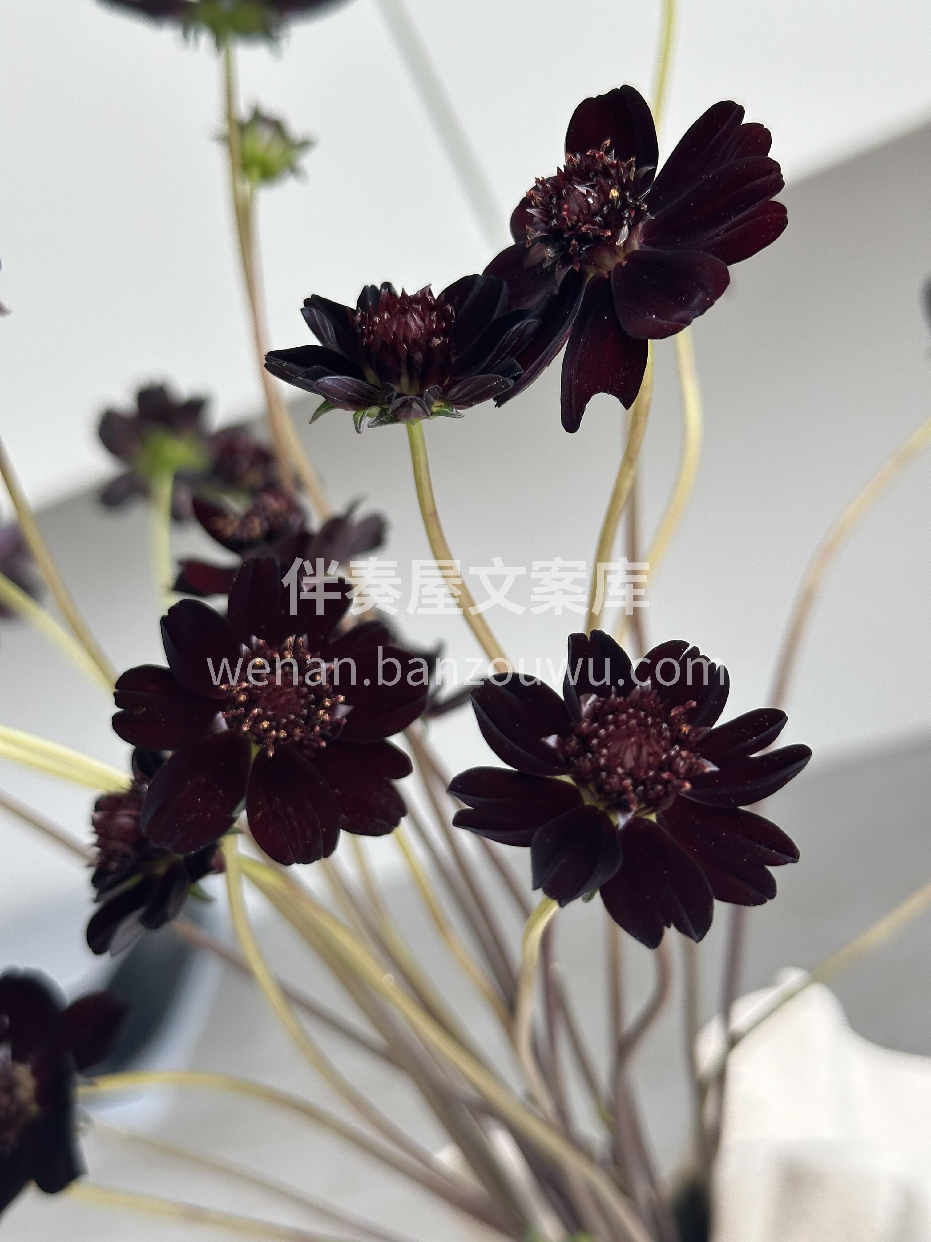 小众配花🍫 巧克力秋英 自带巧克力浓郁香 配图1