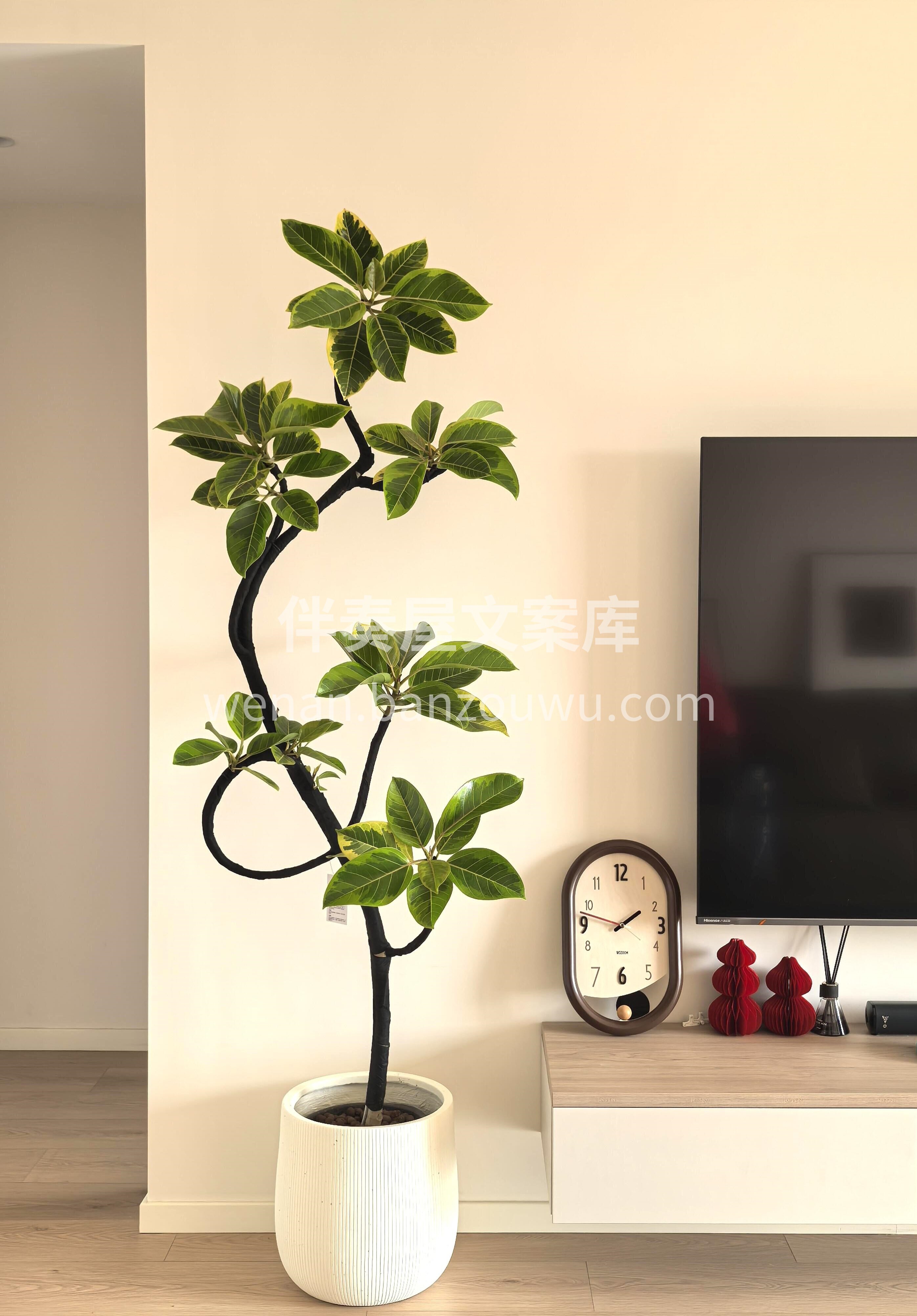 黄金榕🍀因叶片呈明亮金色而得名 其独特的金色不仅是显著标识✨ 配图2