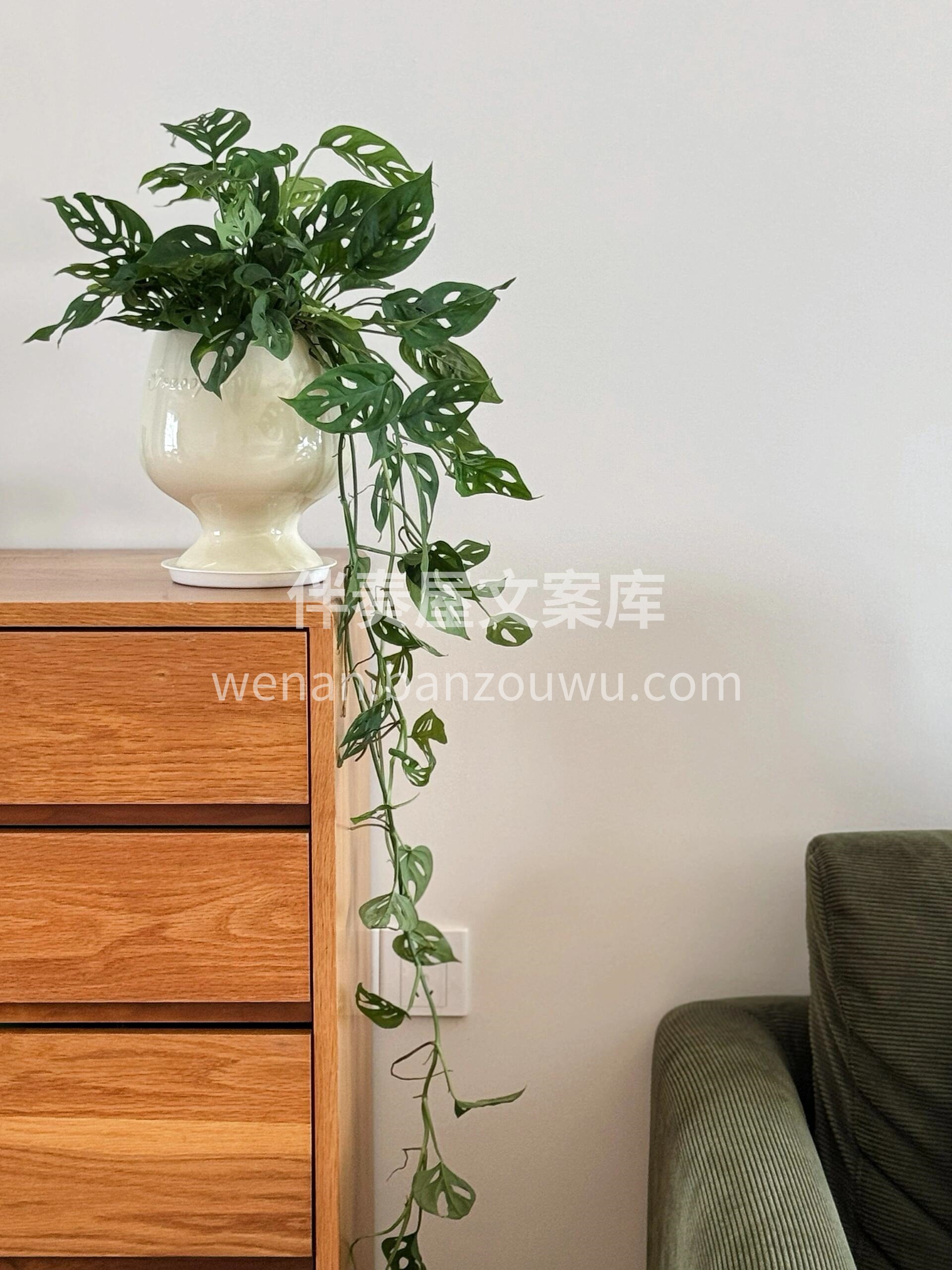仙洞龟背竹 🌿 比普通龟背竹多了几分俏皮🪴 叶片上的小洞像散 配图2