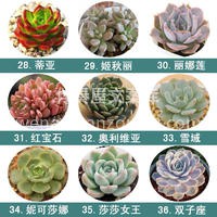 值得入手的72种多肉~ ✨多肉植物小巧精 配图3