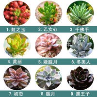 值得入手的72种多肉~ ✨多肉植物小巧精致 完全可以作为软装 配图8