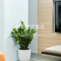 家居绿植推荐 养植物真的可以修身养性 不 配图3