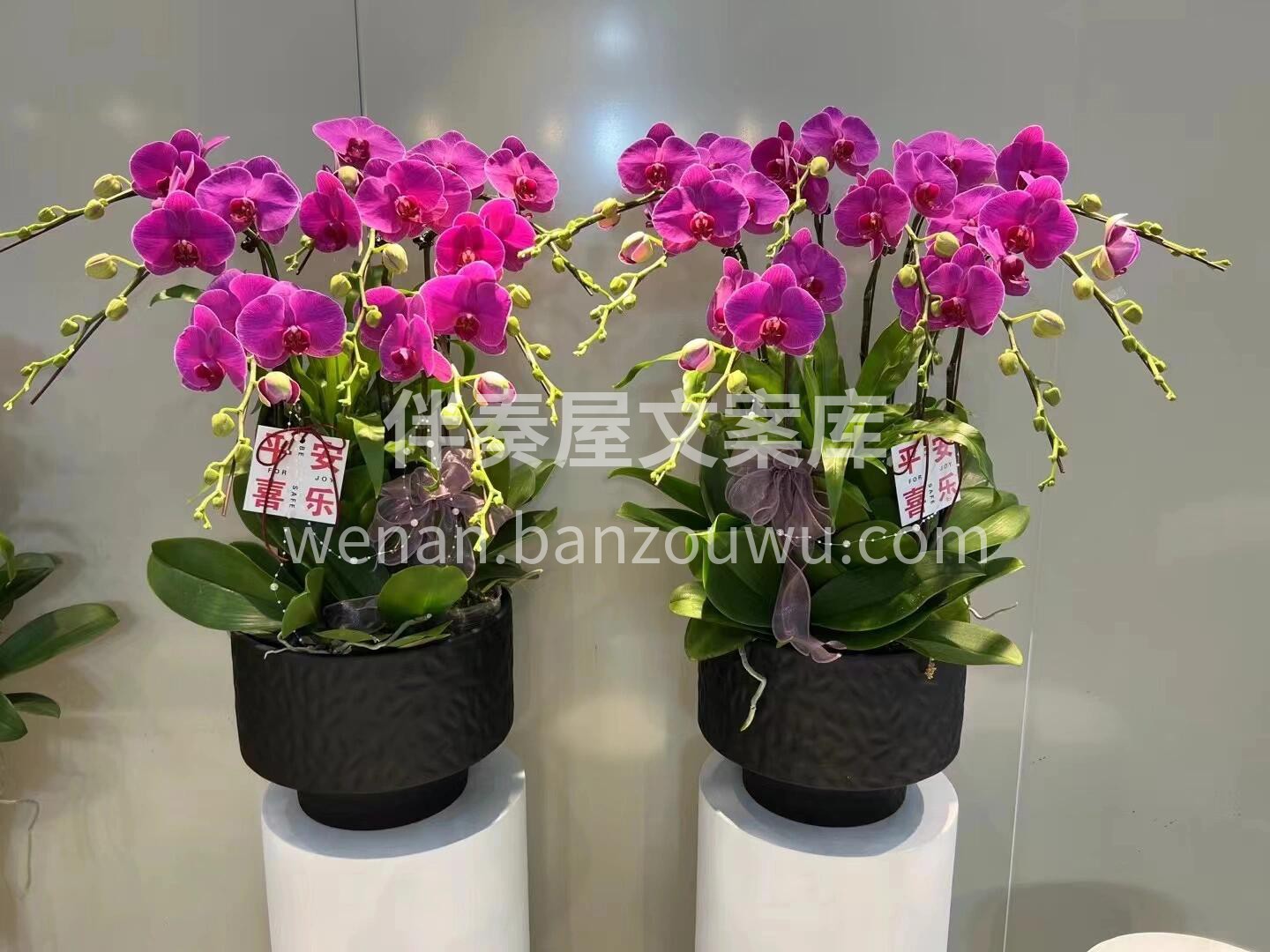 蝴蝶兰盆景🪴摆在家里美爆了 大方又惊艳🌸不用费心搭配🌷就把家 配图6
