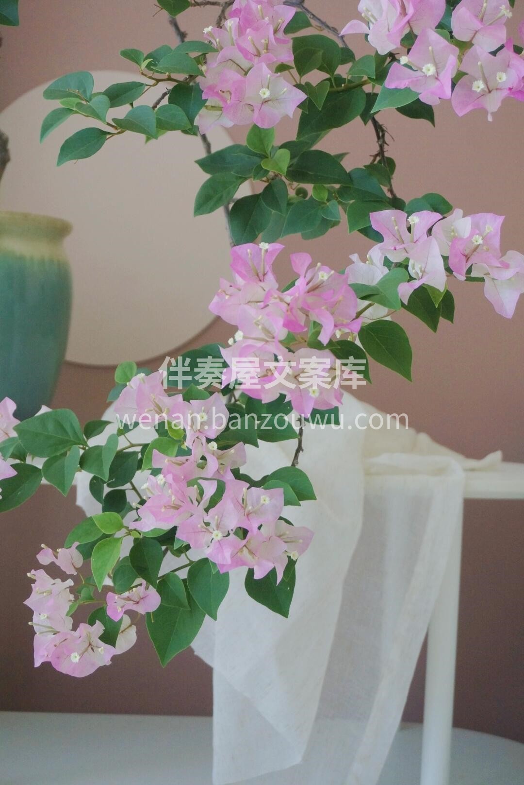 如果说最好养的花🌸 那就是三角梅啦 我家买三角梅的人最多🌸  配图1