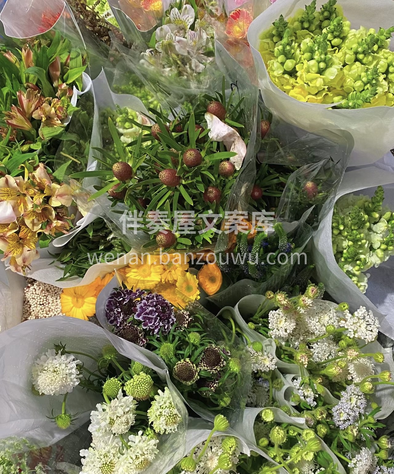 她的花朵曾告诉她，自己是宇宙间独特的一朵 配图3