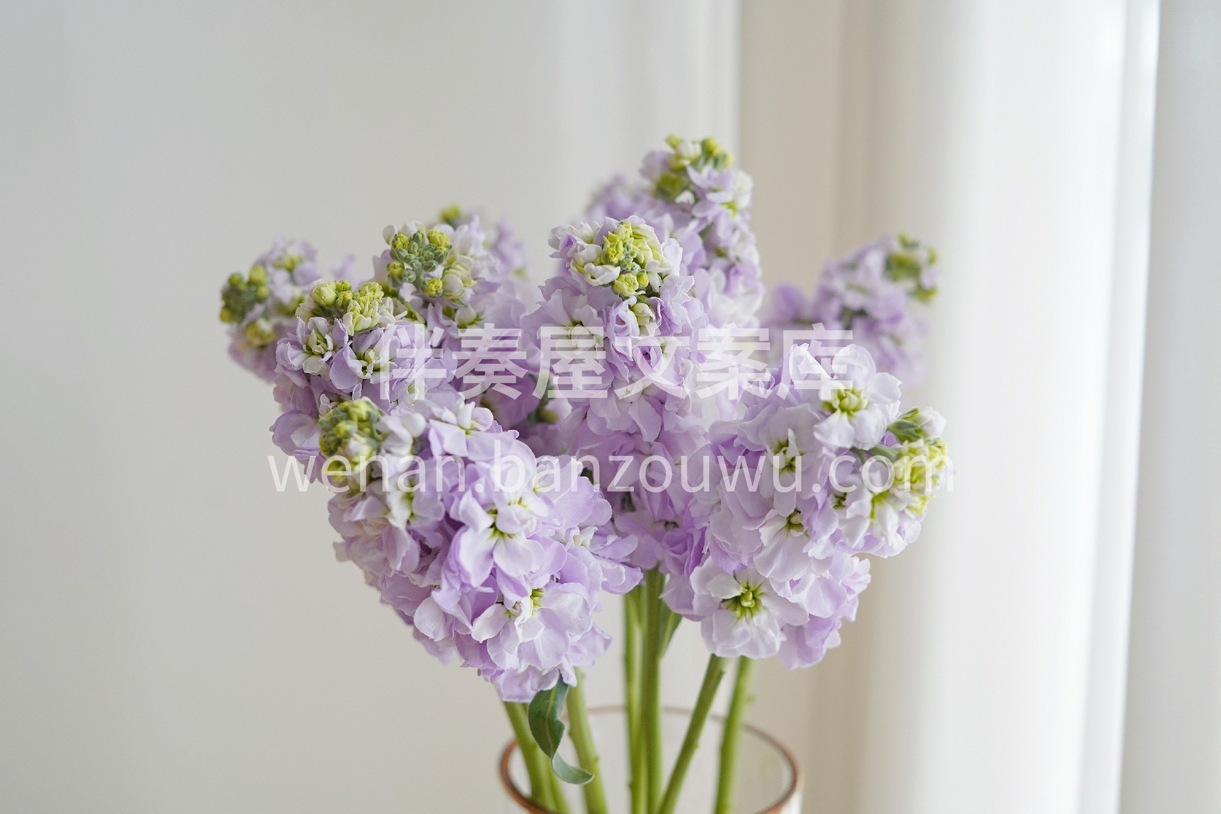 紫罗兰瓶插花真的挺美的💐 原来不需要去✈普罗旺斯 一束紫罗兰 配图3