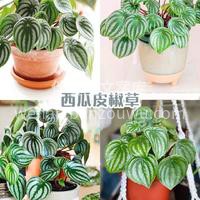 居家好养的绿植推荐 生活其实可以慢下来， 配图2