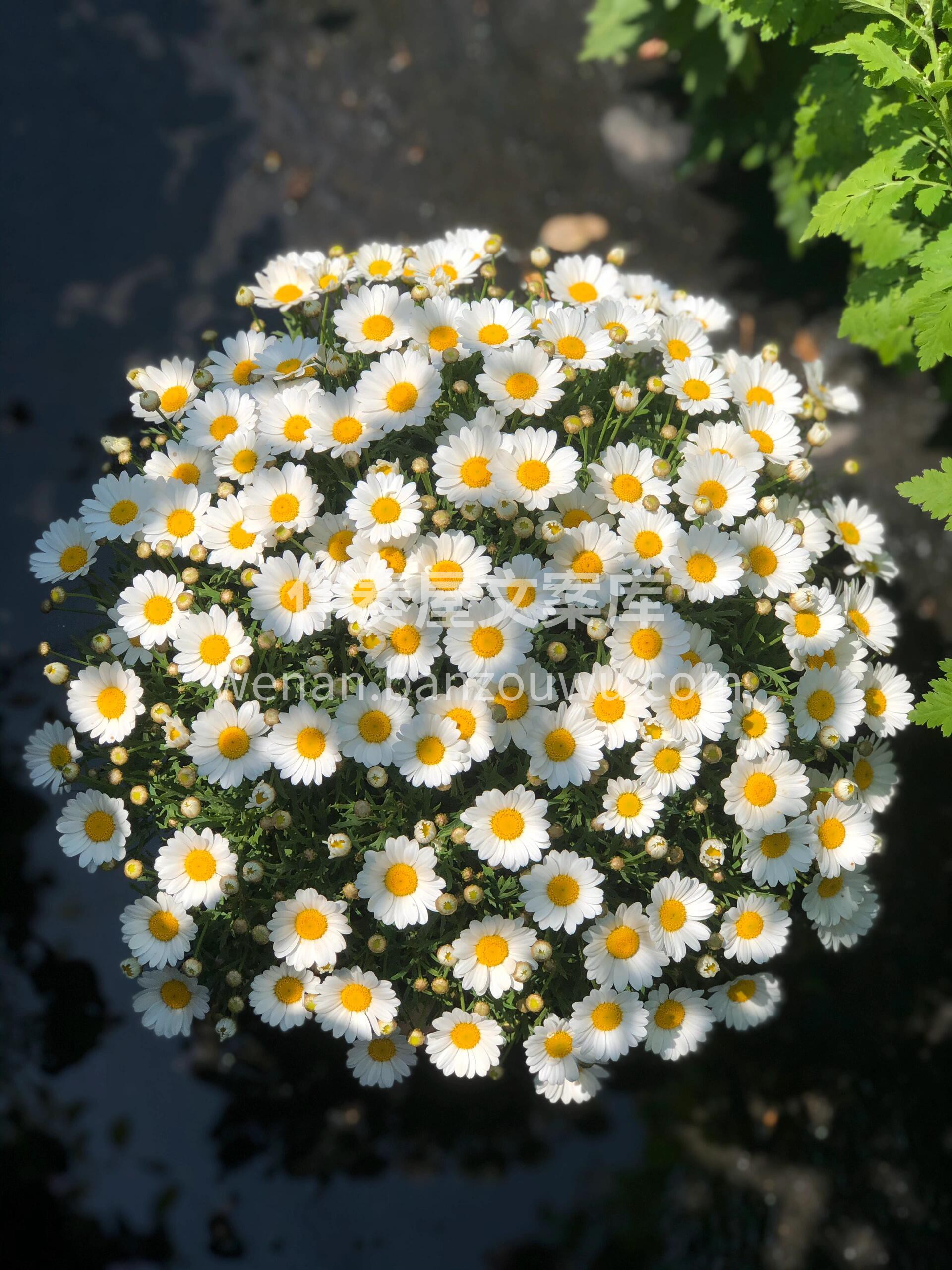 🌸玛格丽特小菊盆栽 花期长 花量足 花色 配图1