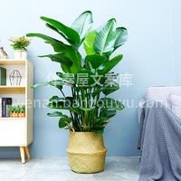 高颜值网红绿植推荐——天堂鸟 适合养在光 配图1