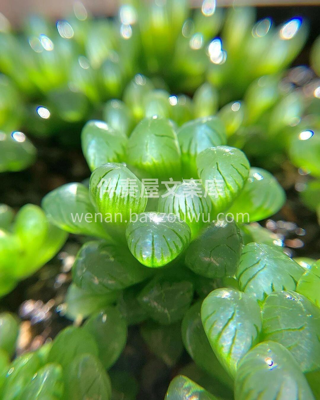 一款晶莹剔透的多肉植物：姬玉露🌱 💎如同 配图2