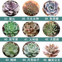 值得入手的72种多肉~ ✨多肉植物小巧精 配图1