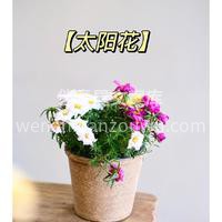 绝美开花盆栽推荐 看着经过自己照料后，开花结果的🌱盆栽 真的 配图8