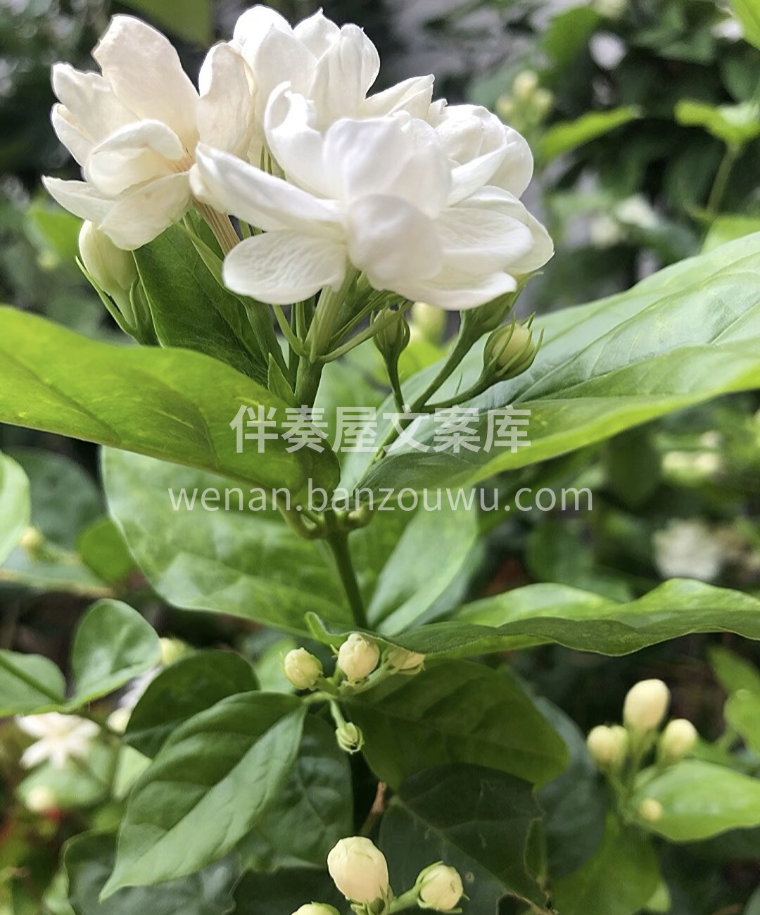 茉莉茉莉，莫离莫离，我赠君茉莉，愿君莫离 配图3