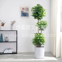 幸福树🌲 这个植物放在家里是很好的 它能 配图1