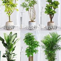 家居绿植推荐 绿植🌵是很好的家居软装好物 不仅能改善情绪，还 配图5