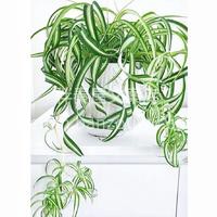 今天给大家推荐6款好养活的桌面盆栽🍃 精 配图1
