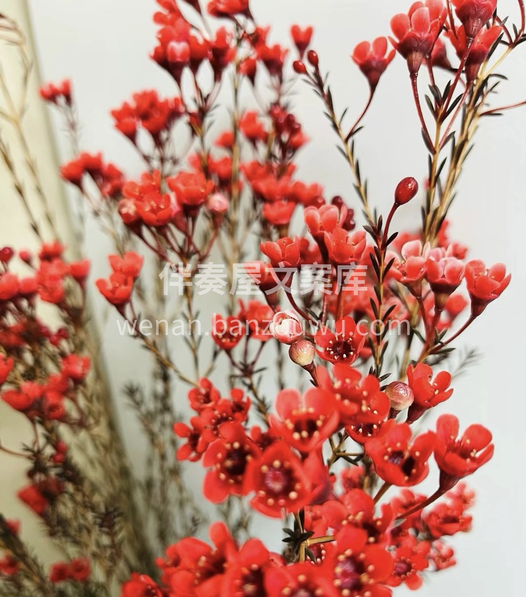 🌸腊梅的叶似松针，其花似梅花，花瓣似蜡有 配图2