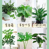 室内绿植摆放布置推荐 在家居生活装饰中， 配图2