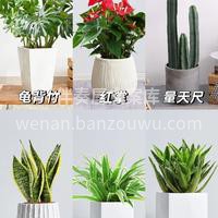 家居绿植推荐 绿植🌵是很好的家居软装好物 不仅能改善情绪，还 配图4