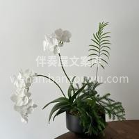 客订蝴蝶兰绿植 蝴蝶兰真的是植物界妥妥的 配图1