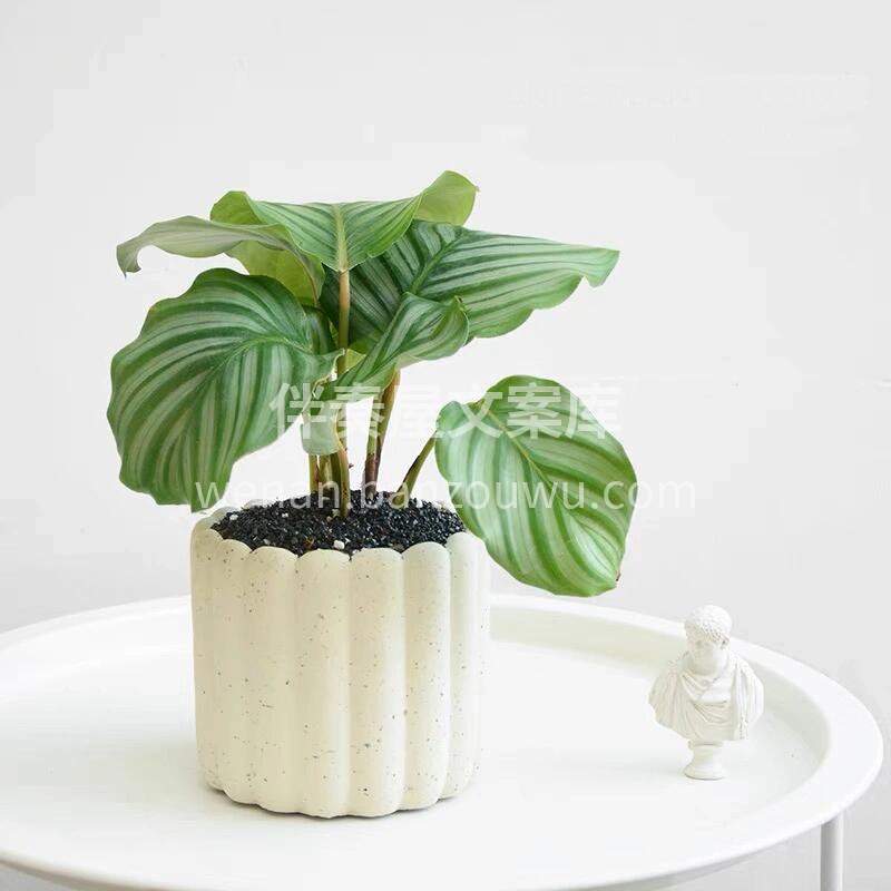 网红植物——青苹果竹芋 客厅有竹芋 聚财 配图3