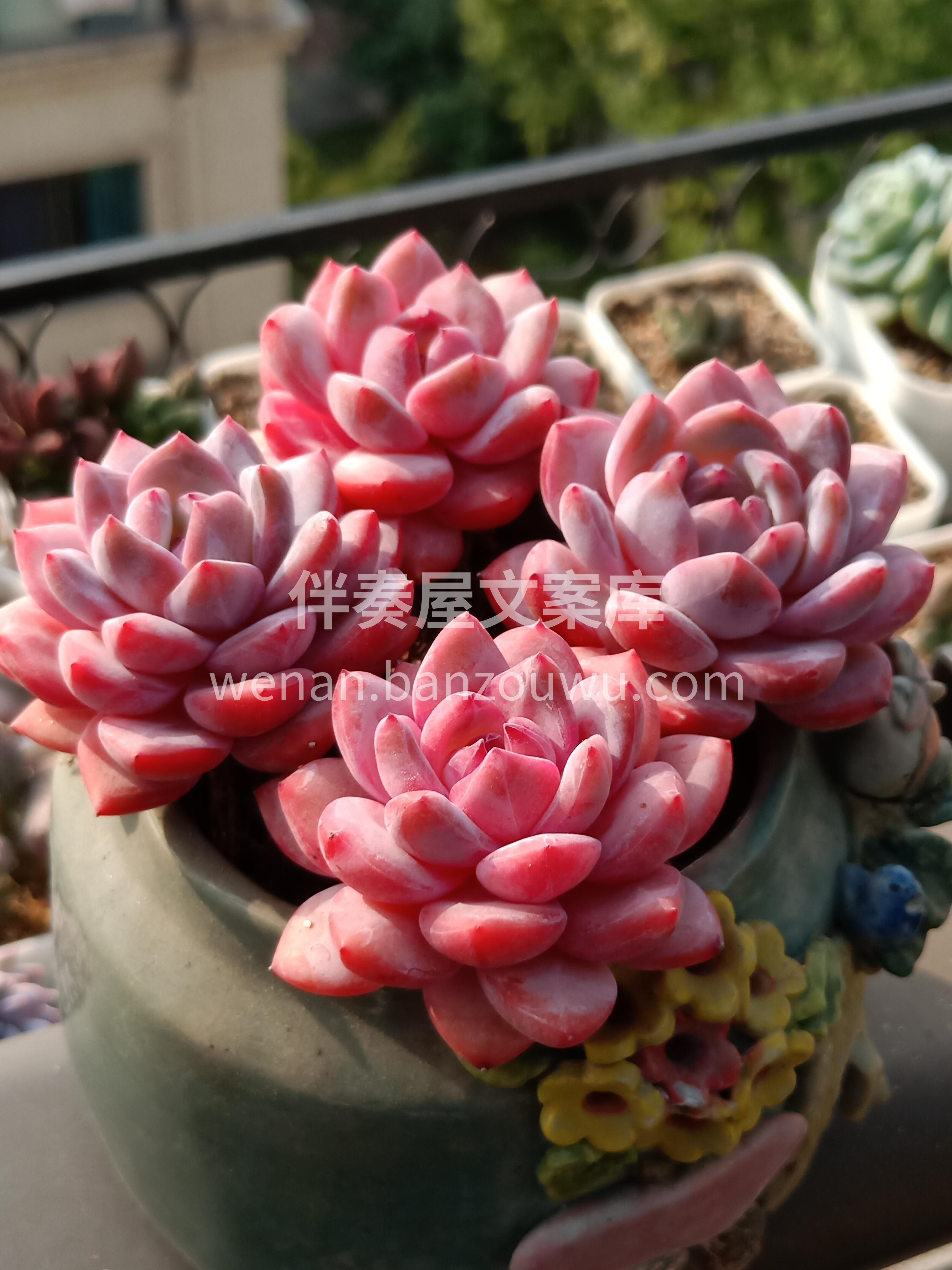 今天介绍一款颜值非常高的多肉植物： 橙梦 配图2