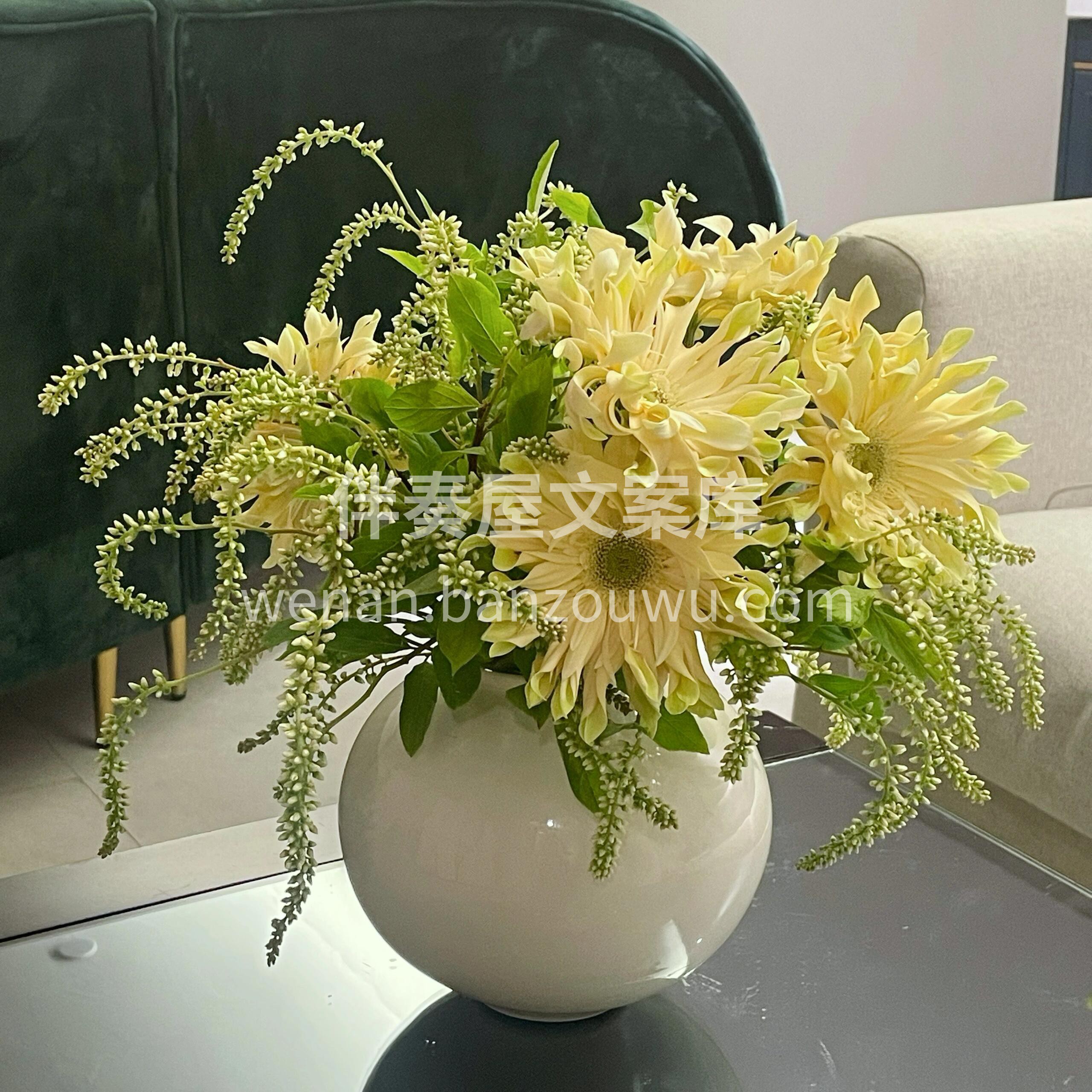奶呼呼的卷边非洲菊🌼也太可爱了吧 颜值在线🌸 花期也长💛💛  配图1