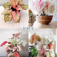 居家好养的绿植推荐 生活其实可以慢下来， 配图3