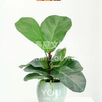 六款懒人植物推荐 想要家里充满生机和活力 配图2