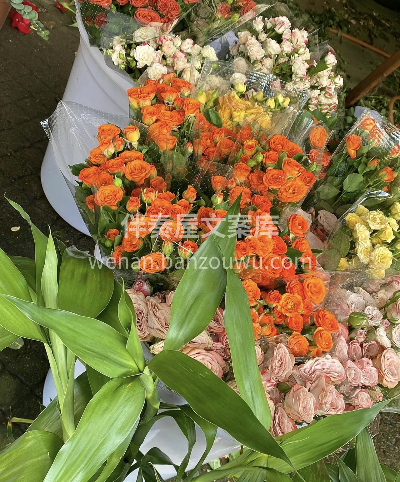 花的美丽就是它们的灵魂，它们带给人们的不 配图1