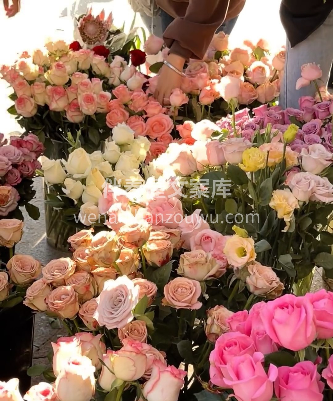 我们的花店有最娇艳的花朵，它们是幸福的象 配图1