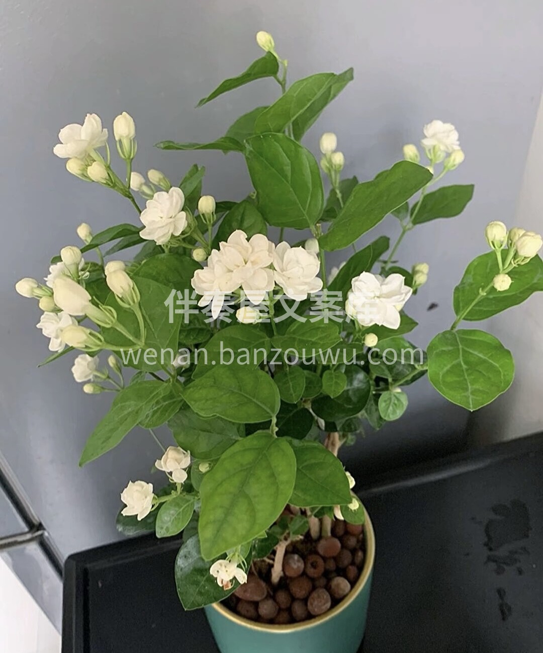 茉莉茉莉，莫离莫离，我赠君茉莉，愿君莫离 配图1
