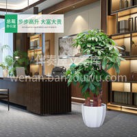 发财树·财源滚滚，乔迁送礼，开业大吉 🌿 配图3